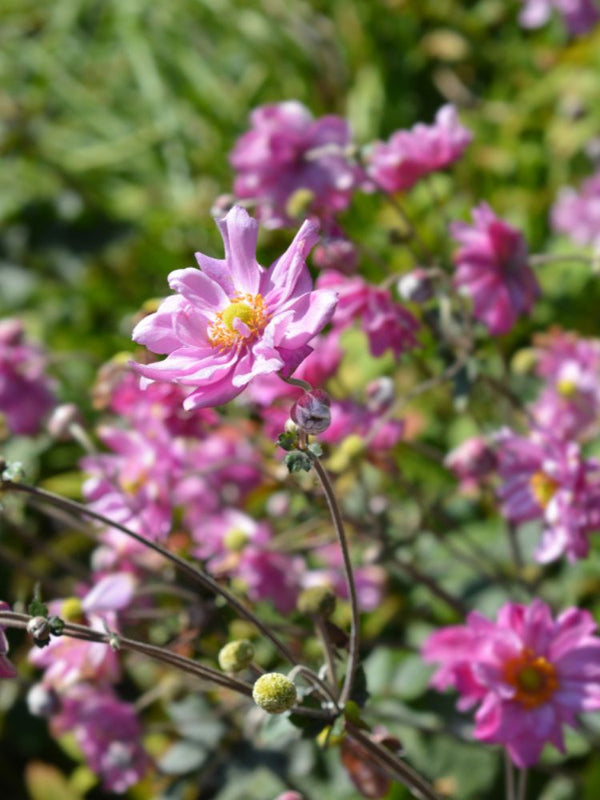 Herbst-Anemone, Anemone japonica 'Königin Charlotte' kaufen im Online-Shop der Bohlken Baumschulen