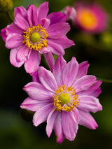 Herbst-Anemone, Anemone japonica 'Pamina' kaufen im Online-Shop der Bohlken Baumschulen