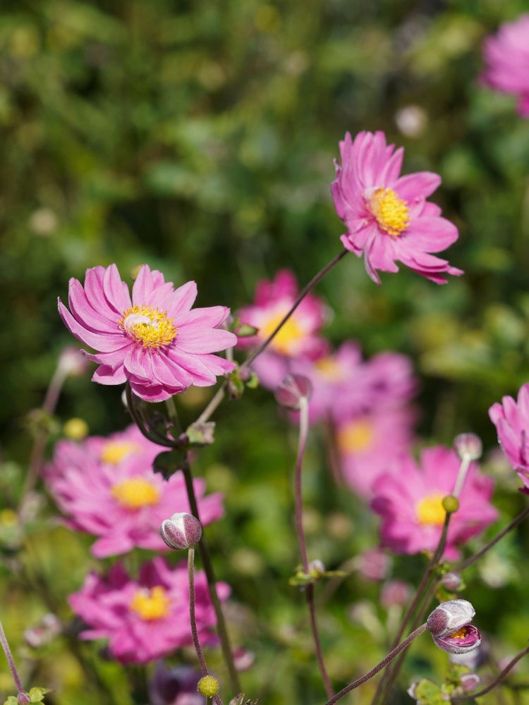 Herbst-Anemone, Anemone japonica 'Pamina' kaufen im Online-Shop der Bohlken Baumschulen