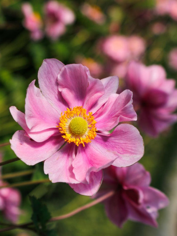 Herbst-Anemone, Anemone tomentosa 'Serenade' kaufen im Online-Shop der Bohlken Baumschulen