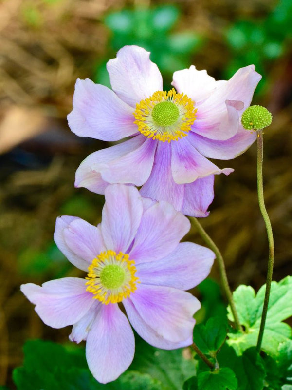 Herbst-Anemone, Anemone tomentosa 'Serenade' kaufen im Online-Shop der Bohlken Baumschulen