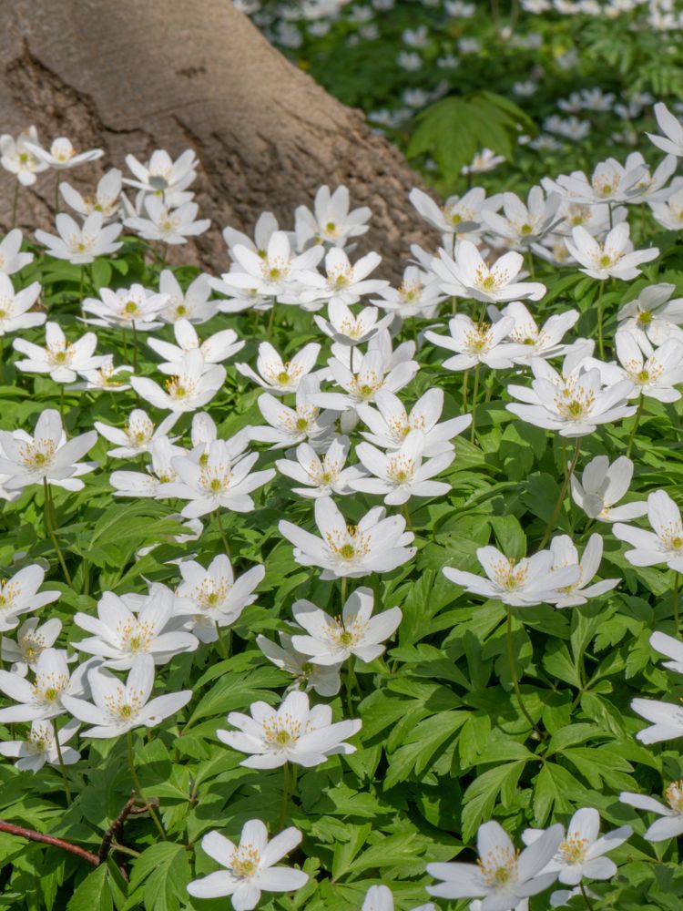 Busch-Windröschen, Anemone nemorosa kaufen bei den Bohlken Baumschulen