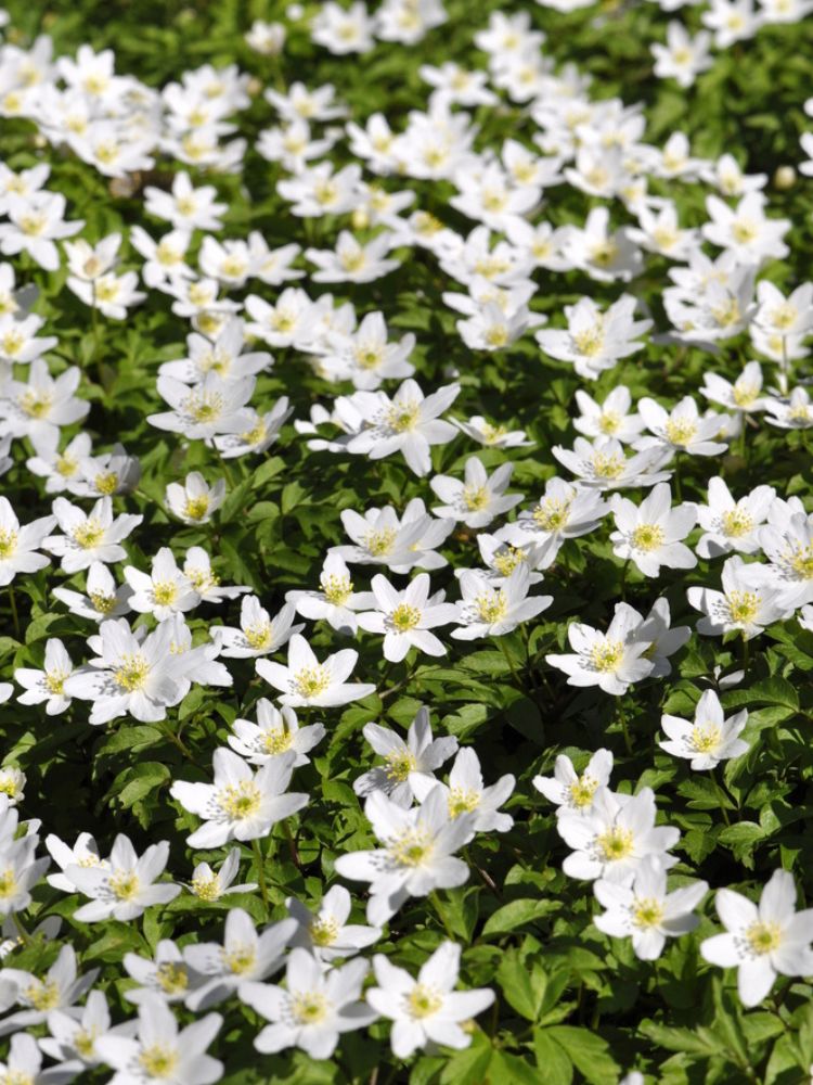 Busch-Windröschen, Anemone nemorosa kaufen bei den Bohlken Baumschulen