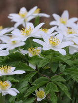 Busch-Windröschen, Anemone nemorosa kaufen bei den Bohlken Baumschulen