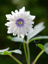 Busch-Windröschen, Anemone nemorosa 'Blue Eye' kaufen im Online-Shop der Bohlken Baumschulen