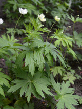 Wald-Windröschen, Wald-Anemone, Anemone sylvestris kaufen im Online-Shop der Bohlken Baumschulen