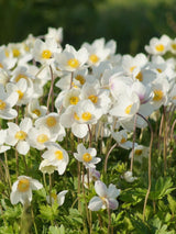 Wald-Windröschen, Wald-Anemone, Anemone sylvestris kaufen im Online-Shop der Bohlken Baumschulen