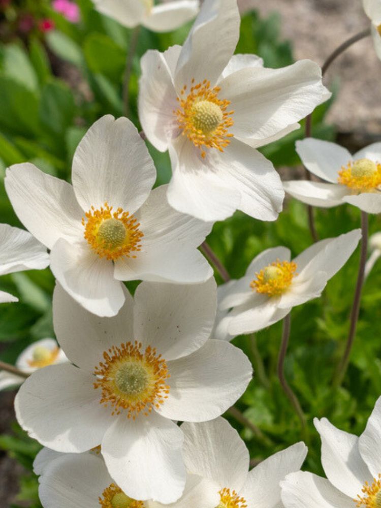 Wald-Windröschen, Wald-Anemone, Anemone sylvestris kaufen im Online-Shop der Bohlken Baumschulen