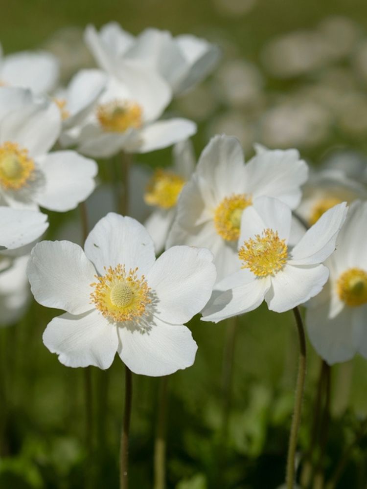 Wald-Windröschen, Wald-Anemone, Anemone sylvestris kaufen im Online-Shop der Bohlken Baumschulen