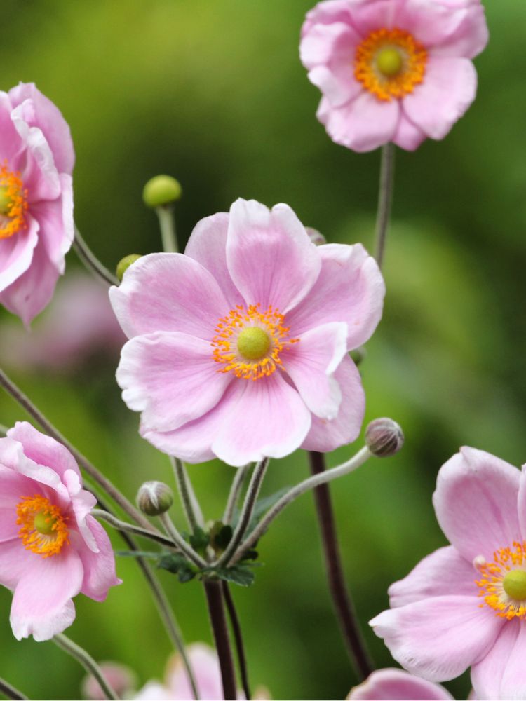 Filzige Herbst-Anemone, Anemone tomentosa 'Robustissima' kaufen im Online-Shop der Bohlken Baumschulen