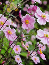 Filzige Herbst-Anemone, Anemone tomentosa 'Robustissima'  kaufen im Online-Shop der Bohlken Baumschulen