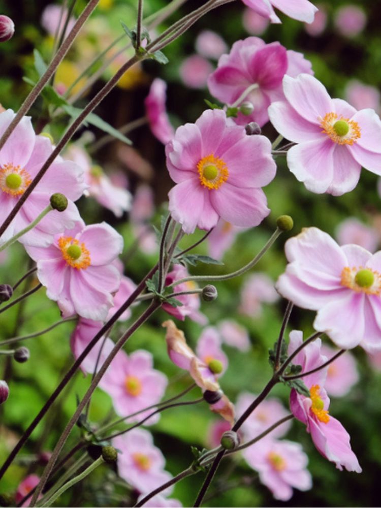 Filzige Herbst-Anemone, Anemone tomentosa 'Robustissima'  kaufen im Online-Shop der Bohlken Baumschulen