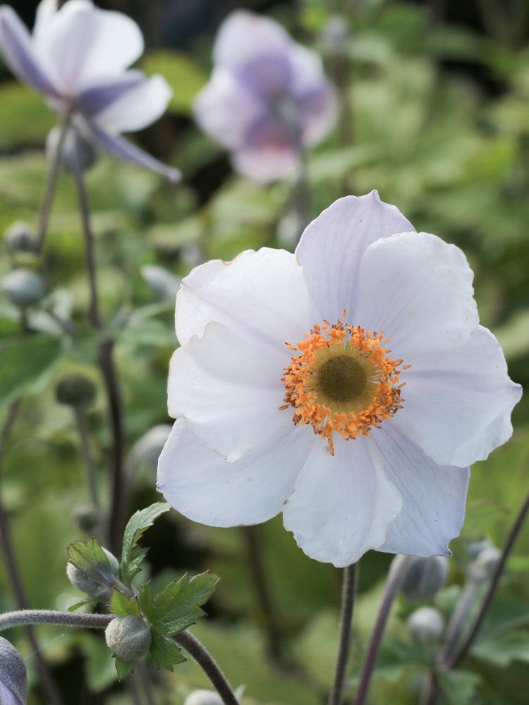 Anemone x cultorum 'Ruffled Swan' kaufen im Online-Shop der Bohlken Baumschulen