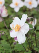 Anemone x cultorum 'Ruffled Swan' kaufen im Online-Shop der Bohlken Baumschulen