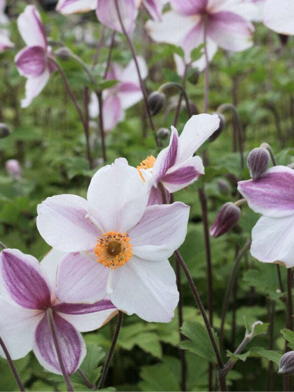 Anemone x cultorum 'Wild Swan' kaufen im Online-Shop der Bohlken Baumschulen