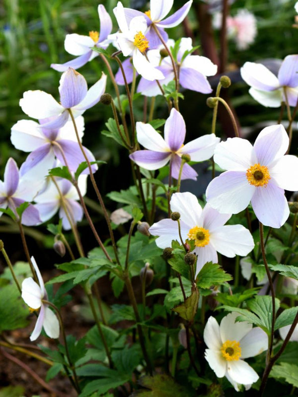 Anemone x cultorum 'Wild Swan' kaufen im Online-Shop der Bohlken Baumschulen