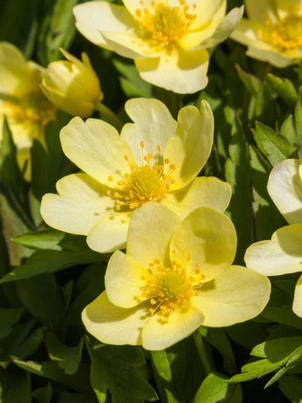 Leipziger Busch-Windröschen, Anemone x lipsiensis kaufen im Online-Shop der Bohlken Baumschulen