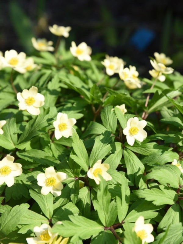 Leipziger Busch-Windröschen, Anemone x lipsiensis kaufen im Online-Shop der Bohlken Baumschulen