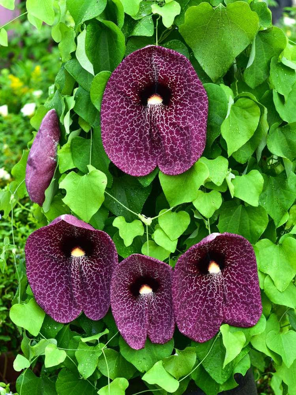 Artikelbild für Aristolochia gigantea im Online-Shop der Bohlken Baumschulen