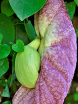 Artikelbild für Aristolochia gigantea im Online-Shop der Bohlken Baumschulen