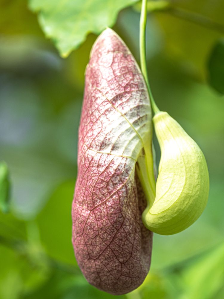 Artikelbild für Aristolochia gigantea im Online-Shop der Bohlken Baumschulen