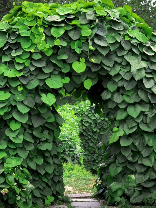 Großblättrige Pfeifenwinde, Amerikanische Pfeifenwinde, Aristolochia macrophylla kaufen im Online-Shop der Bohlken Baumschulen