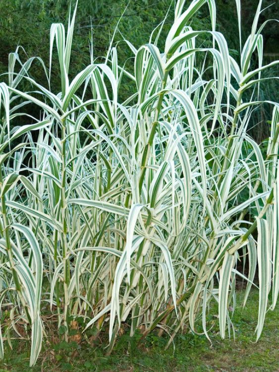 Buntblättriges Pfahlrohr, Arundo donax 'Variegata' kaufen im Online-Shop der Bohlken Baumschulen