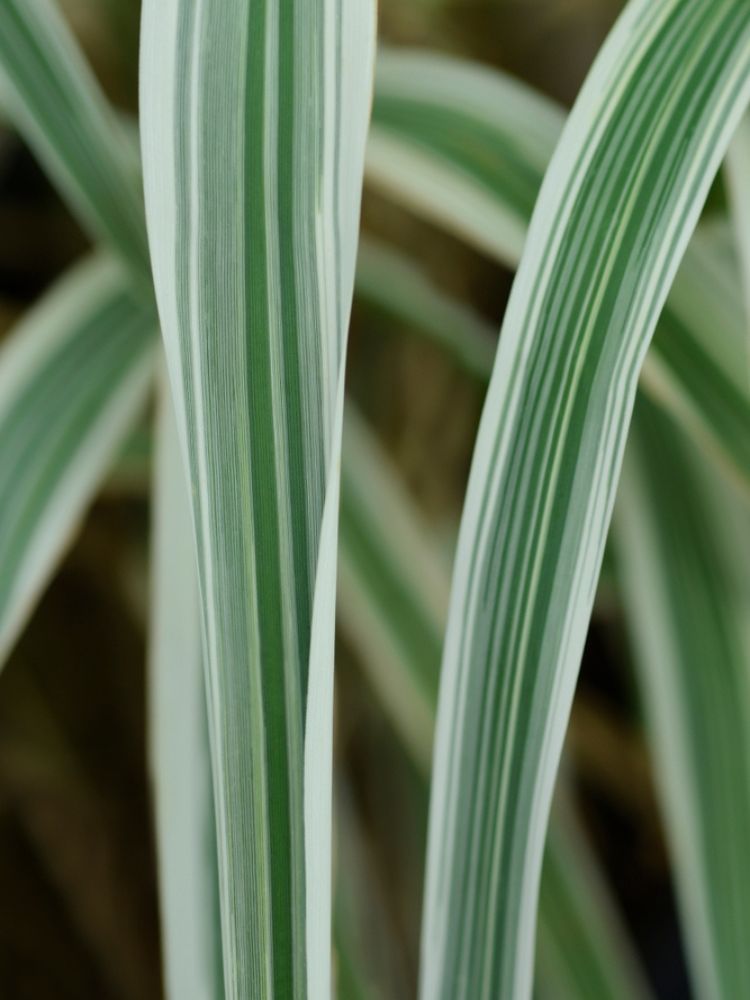 Buntblättriges Pfahlrohr, Arundo donax 'Variegata' kaufen im Online-Shop der Bohlken Baumschulen