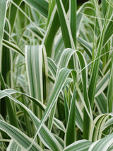 Buntblättriges Pfahlrohr, Arundo donax 'Variegata' kaufen im Online-Shop der Bohlken Baumschulen