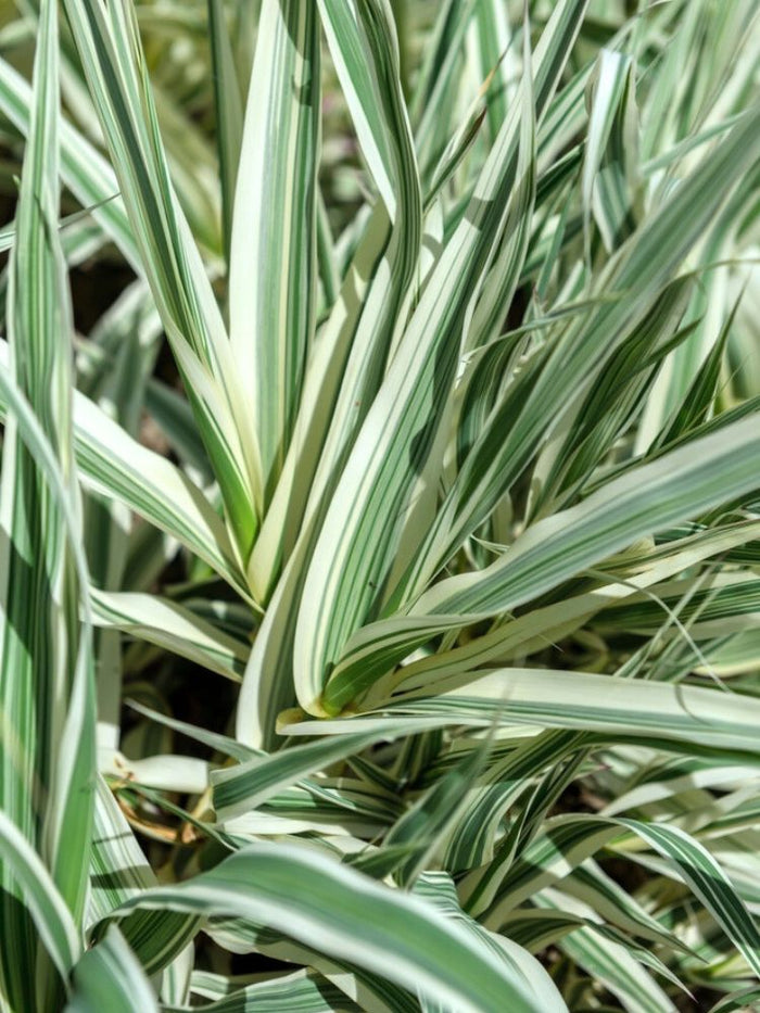 epipremnum pinnatum variegata albo Epipremnum Pinnatum 'albo Variegata' – Plant Studio main image 1