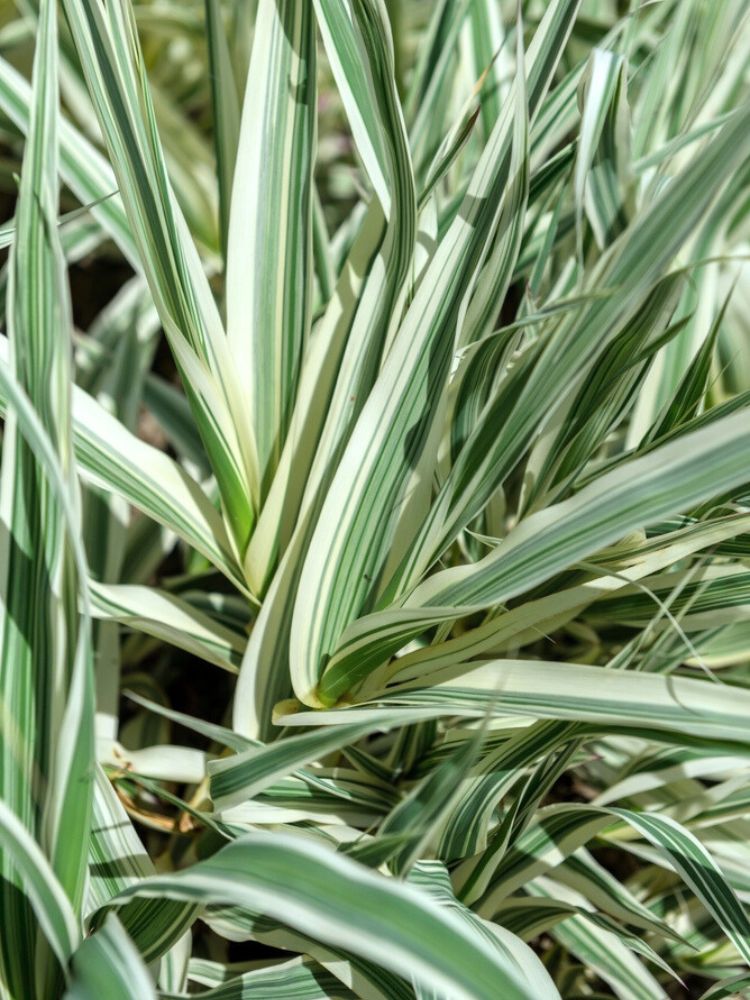 Buntblättriges Pfahlrohr, Arundo donax 'Variegata' kaufen im Online-Shop der Bohlken Baumschulen