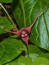 Geschwänzte Haselwurz, Wild-Ingwer, Asarum caudatum kaufen im Online-Shop der Bohlken Baumschulen