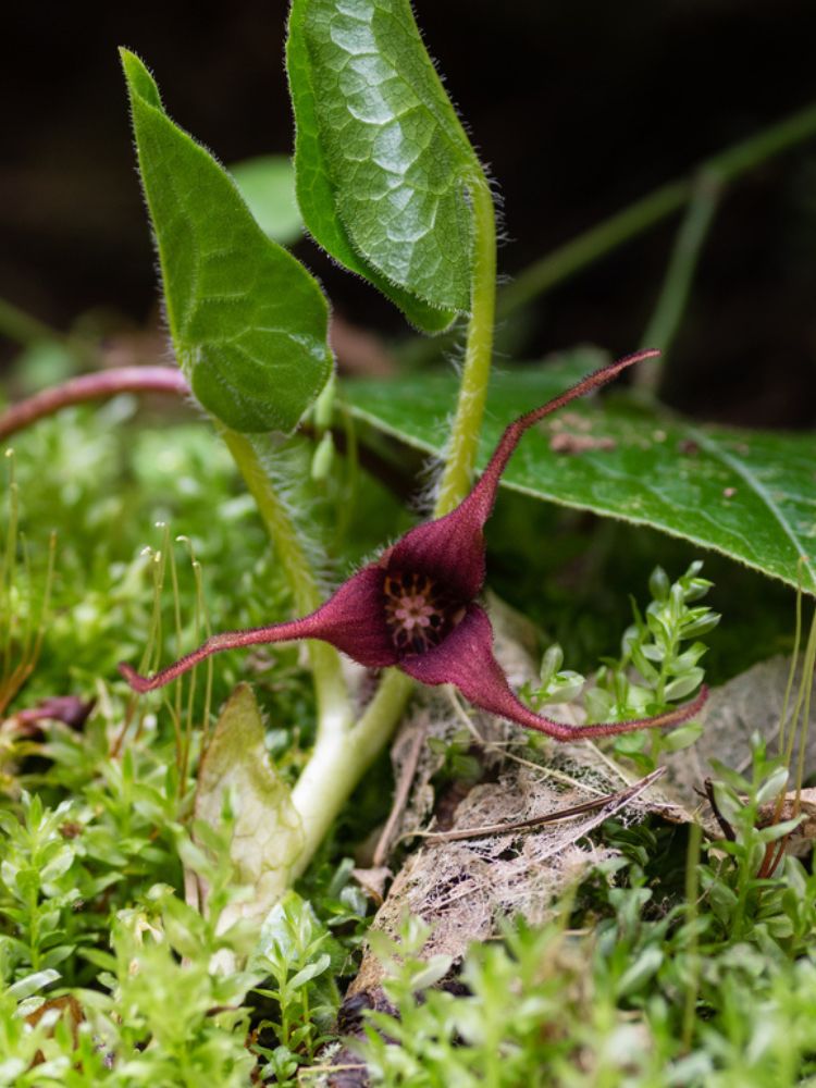 Geschwänzte Haselwurz, Wild-Ingwer, Asarum caudatum kaufen im Online-Shop der Bohlken Baumschulen