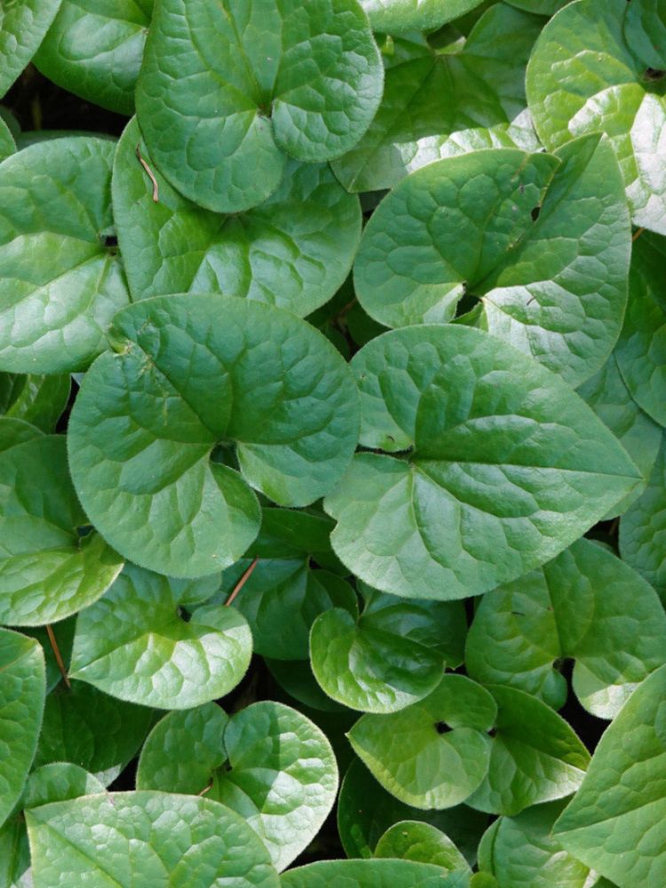 Geschwänzte Haselwurz, Wild-Ingwer, Asarum caudatum kaufen im Online-Shop der Bohlken Baumschulen