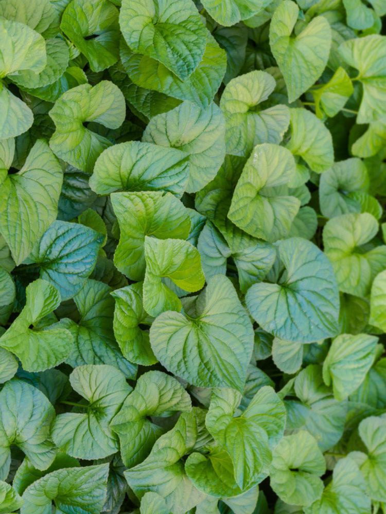 Geschwänzte Haselwurz, Wild-Ingwer, Asarum caudatum kaufen im Online-Shop der Bohlken Baumschulen