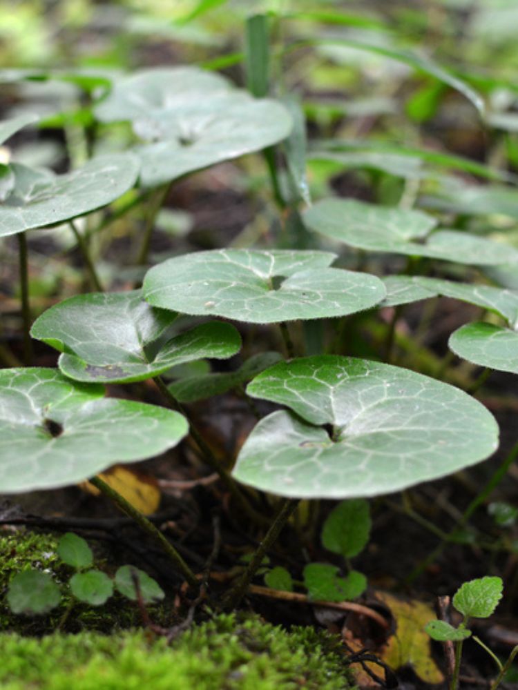 Heimische Haselwurz, Asarum europaeum kaufen im Online-Shop der Bohlken Baumschulen