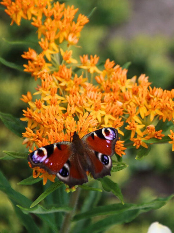 Knollige Seidenpflanze, Asclepias tuberosa kaufen im Online-Shop der Bohlken Baumschulen