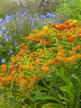 Knollige Seidenpflanze, Asclepias tuberosa kaufen im Online-Shop der Bohlken Baumschulen