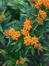 Knollige Seidenpflanze, Asclepias tuberosa kaufen im Online-Shop der Bohlken Baumschulen