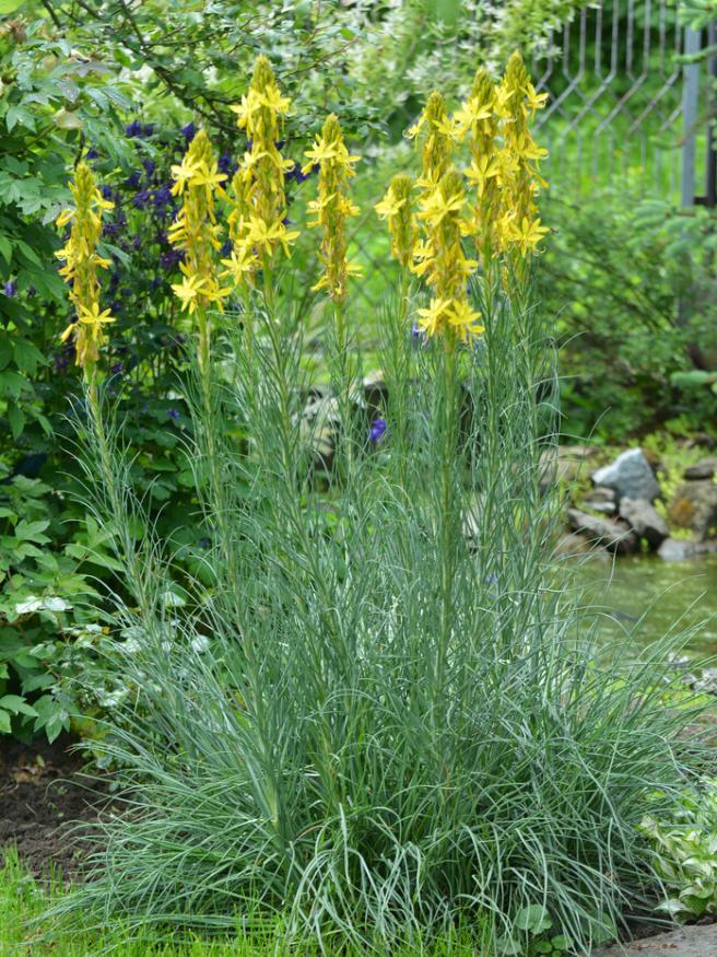 Mediterrane Junkerlilie, Asphodeline lutea kaufen im Online-Shop der Bohlken Baumschulen