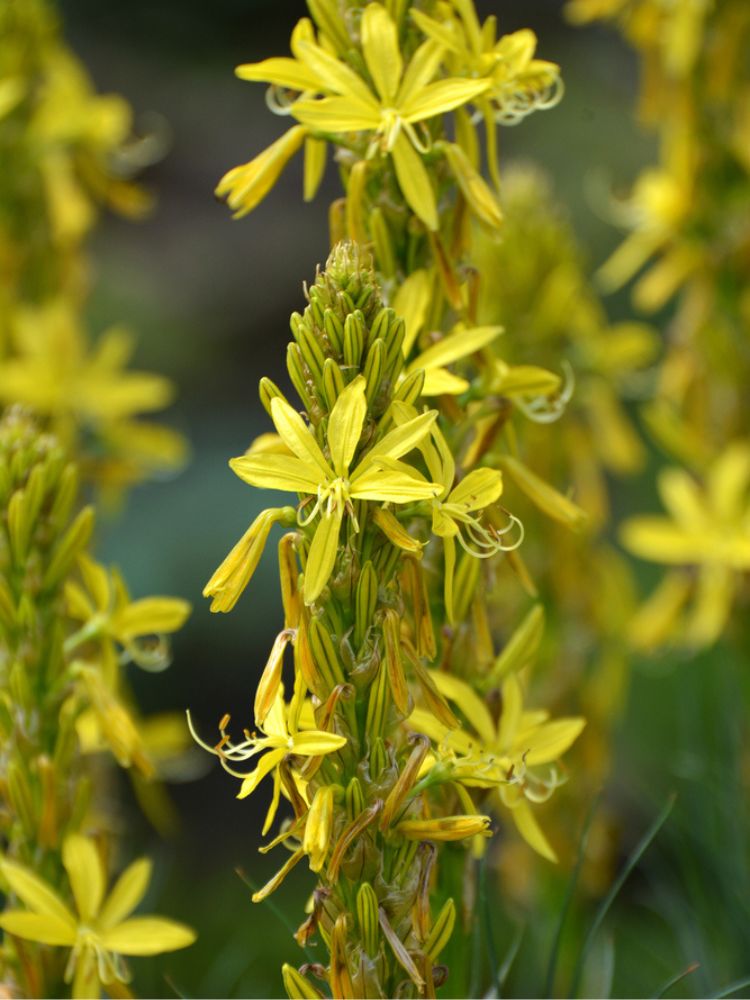 Mediterrane Junkerlilie, Asphodeline lutea kaufen im Online-Shop der Bohlken Baumschulen