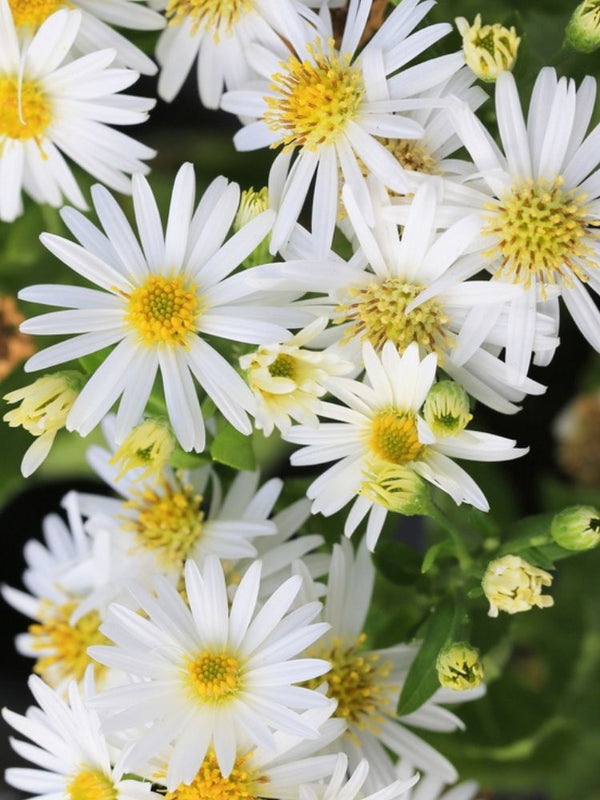 Wild-Aster, Aster ageratoides 'Ashvi' kaufen im Online-Shop der Bohlken Baumschulen