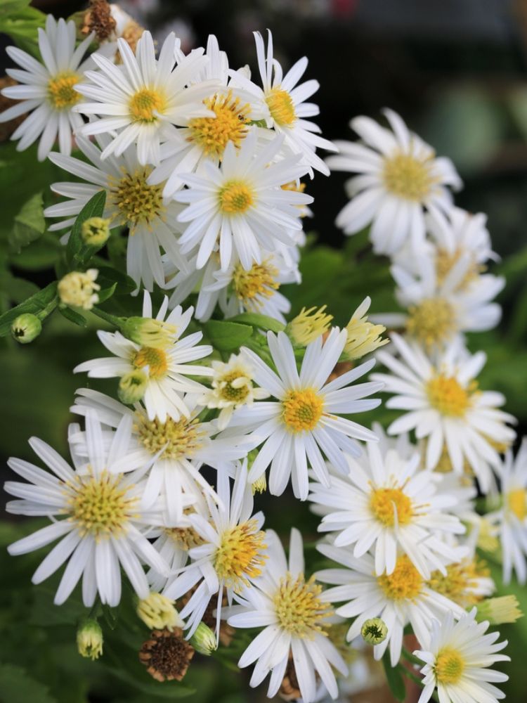 Zwerg-Wild-Aster, Aster ageratoides 'Starshine' ® kaufen im Online-Shop der Bohlken Baumschulen