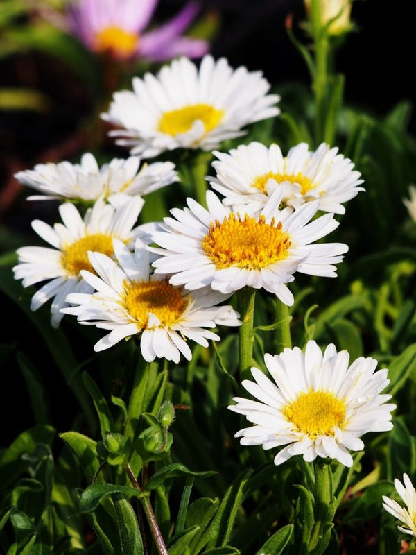 Alpen-Aster 'Albus'