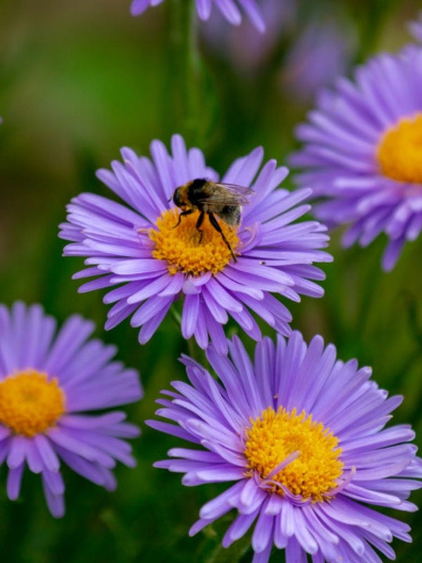 Alpen-Aster, Aster alpinus 'Dunkle Schöne' kaufen im Online-Shop der Bohlken Baumschulen