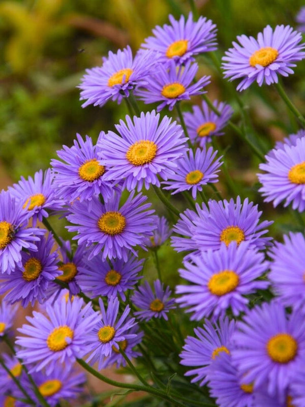 Alpen-Aster, Aster alpinus 'Dunkle Schöne' kaufen im Online-Shop der Bohlken Baumschulen