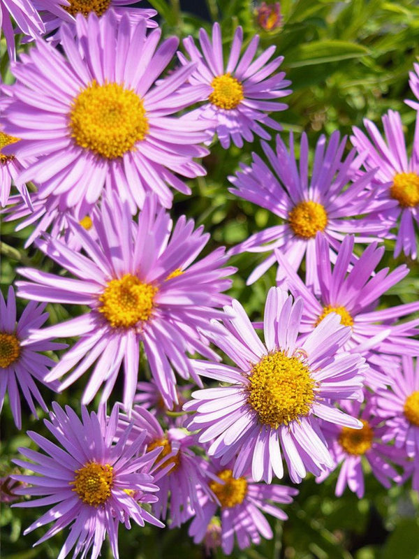 Alpen-Aster. Aster alpinus 'Happy End' kaufen im Online-Shop der Bohlken Baumschulen