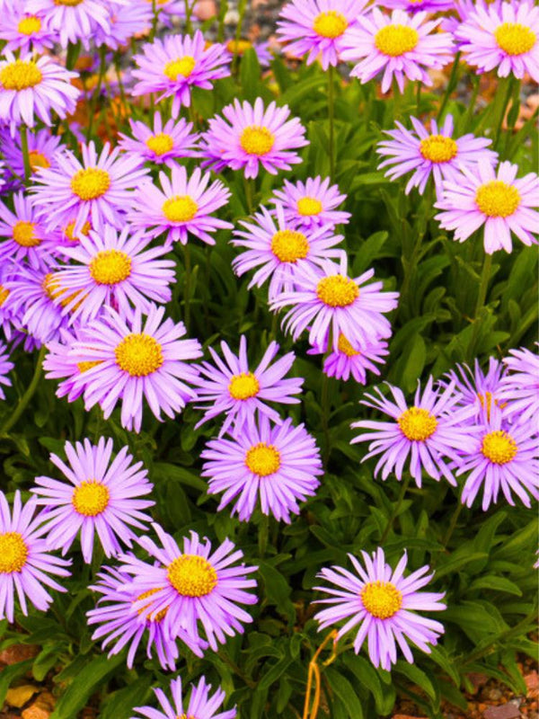 Alpen-Aster. Aster alpinus 'Happy End' kaufen im Online-Shop der Bohlken Baumschulen