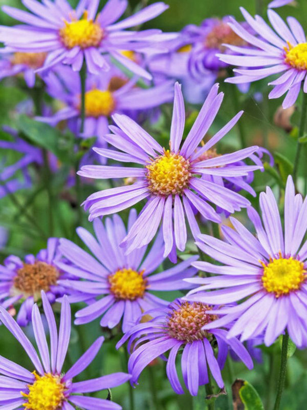 Sommer-Aster, Berg-Aster, Aster amellus 'Rudolf Goethe' kaufen im Online-Shop der Bohlken Baumschulen