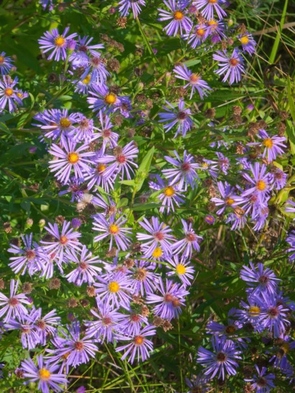 Sommer-Aster, Berg-Aster, Aster amellus 'Rudolf Goethe' kaufen im Online-Shop der Bohlken Baumschulen